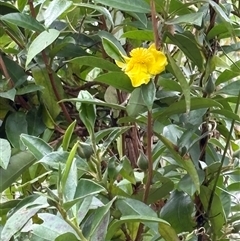 Hibbertia scandens (Climbing Guinea Flower) at Caparra, NSW - 7 Oct 2025 by maznee