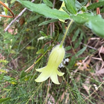 Billardiera scandens at Caparra, NSW - 7 Oct 2025 by maznee