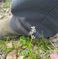Wurmbea dioica subsp. dioica (Early Nancy) at Higgins, ACT - 7 Oct 2025 by Jillw