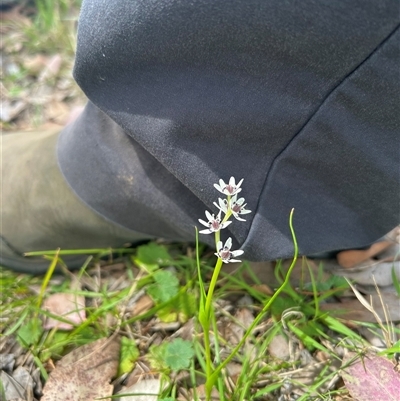 Wurmbea dioica subsp. dioica (Early Nancy) at Higgins, ACT - 7 Oct 2025 by Jillw