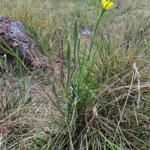 Unverified Plant at Franklin, ACT - Today by chriselidie
