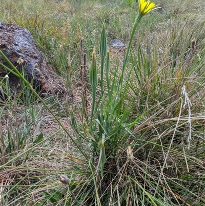 Tragopogon dubius (Goatsbeard) at Franklin, ACT - 7 Oct 2025 by chriselidie