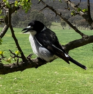 Cracticus torquatus at Cook, ACT - Today by SteveBorkowskis