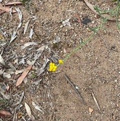 Unverified Other Wildflower or Herb at Broke, NSW - 7 Oct 2025 by RoyP