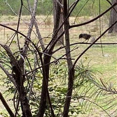 Unverified Small (Robin, Finch, Thornbill etc) at Broke, NSW - 7 Oct 2025 by RoyP