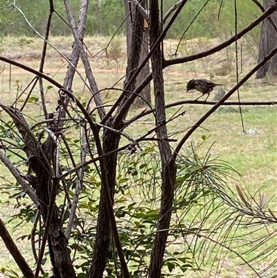 Unverified Small (Robin, Finch, Thornbill etc) at Broke, NSW - 7 Oct 2025 by RoyP