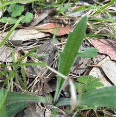 Plantago varia (Native Plaintain) at Higgins, ACT - 7 Oct 2025 by Jillw