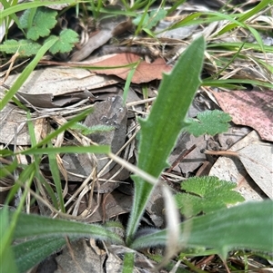Plantago sp. at Higgins, ACT - Today by Jillw