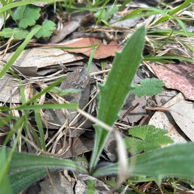 Plantago varia (Native Plaintain) at Higgins, ACT - 7 Oct 2025 by Jillw