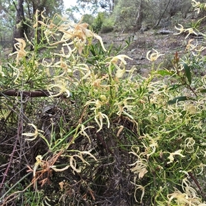 Clematis leptophylla at O'Malley, ACT - Today by Mike