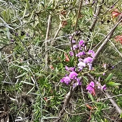 Glycine clandestina (Twining Glycine) at O'Malley, ACT - 7 Oct 2025 by Mike