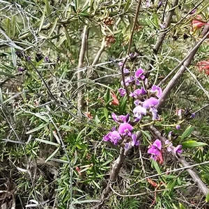 Glycine clandestina (Twining Glycine) at O'Malley, ACT - Today by Mike