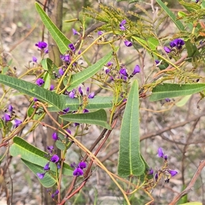 Hardenbergia violacea (False Sarsaparilla) at O'Malley, ACT - Today by Mike