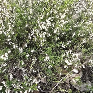 Cryptandra amara (Bitter Cryptandra) at O'Malley, ACT - Today by Mike