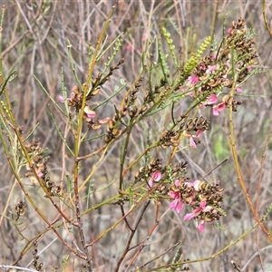 Indigofera adesmiifolia (Tick Indigo) at O'Malley, ACT - Today by Mike