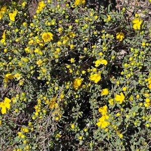 Hibbertia obtusifolia (Grey Guinea-flower) at O'Malley, ACT - Today by Mike