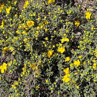 Hibbertia obtusifolia (Grey Guinea-flower) at O'Malley, ACT - 7 Oct 2025 by Mike