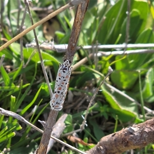 Utetheisa pulchelloides (Heliotrope Moth) at O'Malley, ACT - Today by Mike