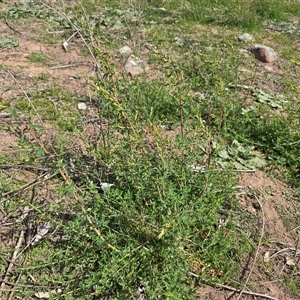 Hypericum perforatum (St John's Wort) at O'Malley, ACT - Today by Mike