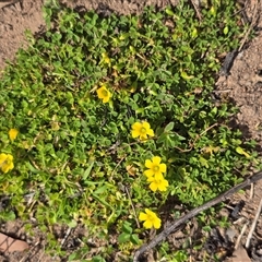 Oxalis (genus) (Wood Sorrel) at O'Malley, ACT - 7 Oct 2025 by Mike