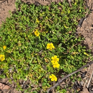 Oxalis (genus) (Wood Sorrel) at O'Malley, ACT - Today by Mike