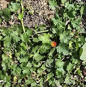 Modiola caroliniana (Red-flowered Mallow) at O'Malley, ACT - Today by Mike