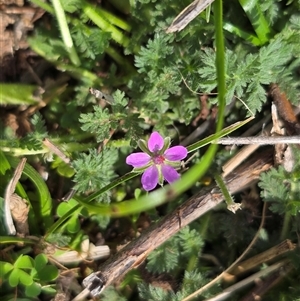 Erodium cicutarium (Common Storksbill, Common Crowfoot) at O'Malley, ACT - Today by Mike