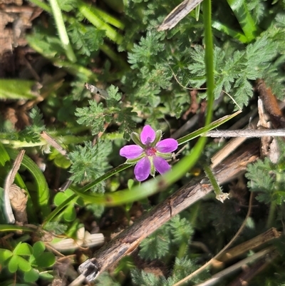Erodium cicutarium (Common Storksbill, Common Crowfoot) at O'Malley, ACT - 7 Oct 2025 by Mike
