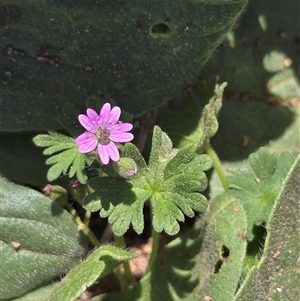 Geranium molle subsp. molle (Cranesbill Geranium) at O'Malley, ACT - Today by Mike
