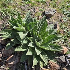 Verbascum thapsus subsp. thapsus (Great Mullein, Aaron's Rod) at O'Malley, ACT - 7 Oct 2025 by Mike