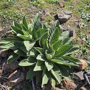 Verbascum thapsus subsp. thapsus (Great Mullein, Aaron's Rod) at O'Malley, ACT - Today by Mike