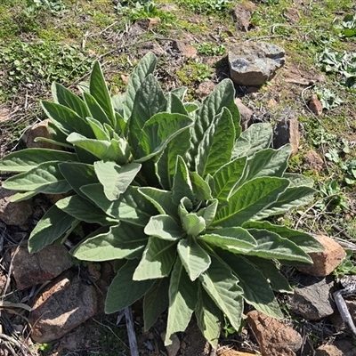 Verbascum thapsus subsp. thapsus (Great Mullein, Aaron's Rod) at O'Malley, ACT - 7 Oct 2025 by Mike