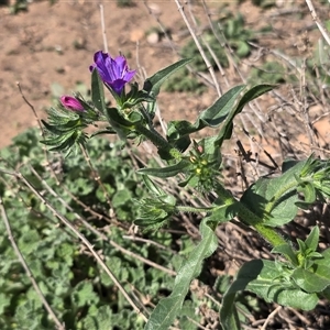 Echium plantagineum (Paterson's Curse) at O'Malley, ACT - Today by Mike