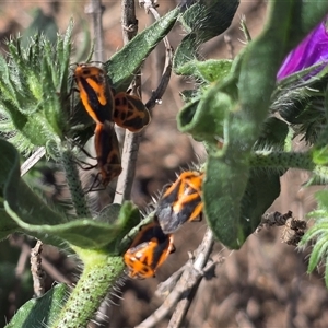 Agonoscelis rutila (Horehound bug) at O'Malley, ACT - Today by Mike