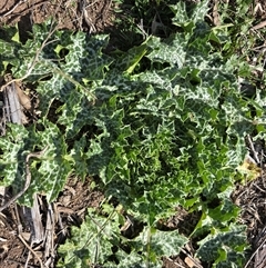 Silybum marianum (Variegated Thistle) at O'Malley, ACT - 7 Oct 2025 by Mike