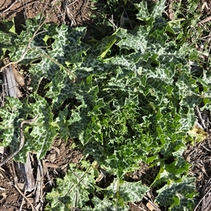 Silybum marianum (Variegated Thistle) at O'Malley, ACT - Today by Mike