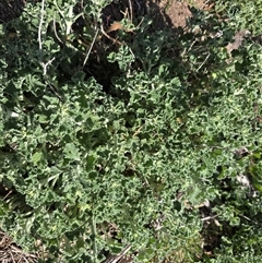 Marrubium vulgare (Horehound) at O'Malley, ACT - 7 Oct 2025 by Mike