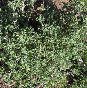 Marrubium vulgare (Horehound) at O'Malley, ACT - Today by Mike