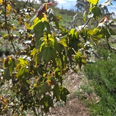 Acer buergerianum (Trident Maple) at O'Malley, ACT - 7 Oct 2025 by Mike