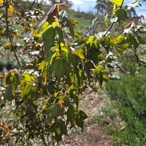 Acer buergerianum (Trident Maple) at O'Malley, ACT - Today by Mike