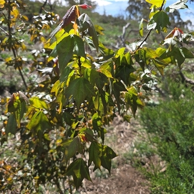 Acer buergerianum (Trident Maple) at O'Malley, ACT - 7 Oct 2025 by Mike