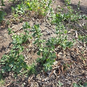 Urtica urens (Small Nettle) at O'Malley, ACT - Today by Mike