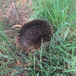 Tachyglossus aculeatus at Mittagong, NSW - Today by Span102