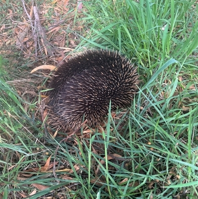 Tachyglossus aculeatus (Short-beaked Echidna) at Mittagong, NSW - 7 Oct 2025 by Span102