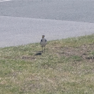 Vanellus miles at East Wagga Wagga, NSW - 13 Sep 2025 12:40 PM
