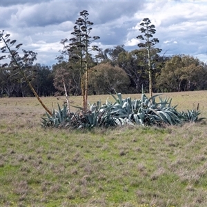 Unverified Cactus / Succulent at Urana, NSW - 13 Sep 2025 by AlisonMilton