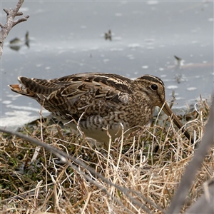 Gallinago hardwickii at Fyshwick, ACT - Yesterday by regeraghty