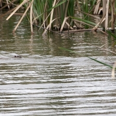 Hydromys chrysogaster (Rakali or Water Rat) at Fyshwick, ACT - 6 Oct 2025 by regeraghty