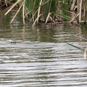 Hydromys chrysogaster (Rakali or Water Rat) at Fyshwick, ACT - Yesterday by regeraghty