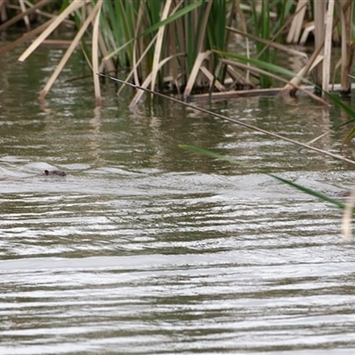 Hydromys chrysogaster (Rakali or Water Rat) at Fyshwick, ACT - 6 Oct 2025 by regeraghty